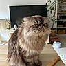 cat, long_hair, fluffy, persian_cat, grumpy, sitting, portrait, whiskers, eyes, fur, brown, gray, grooming, brush, table, living_room, television, houseplant, indoors, pet