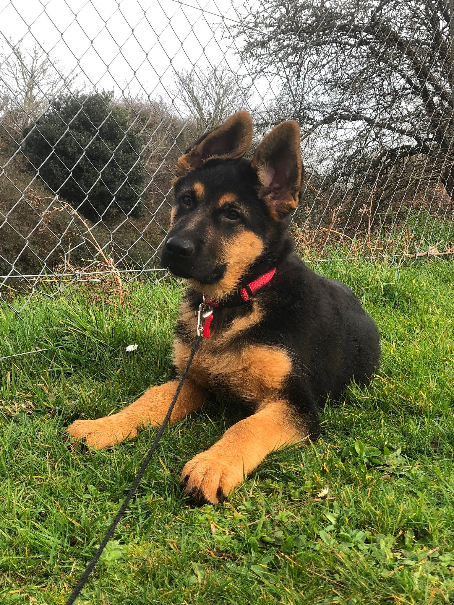 Stan participe au concours pour gagner de l'argent avec cette photo : carnivore, collar, companion_dog, dog, dog_breed, dog_collar, dog_supply, fence, german_shepherd_dog, grass, guard_dog, herding_dog, leash, mesh, plant, tail, tree, wire_fencing, working_animal, working_dog