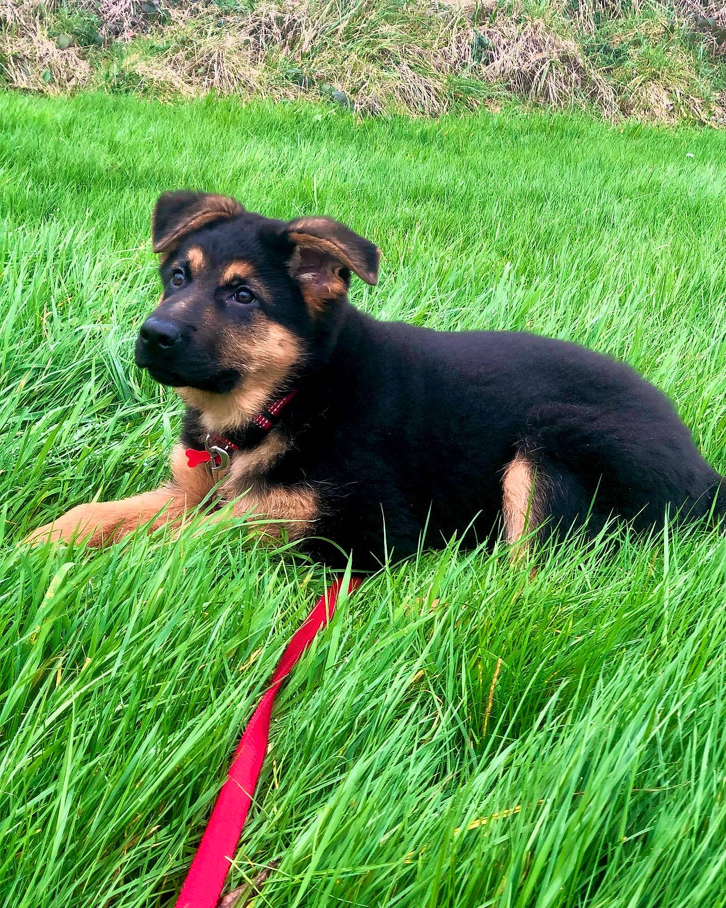 Stan a rejoint le concours — aidez-le/la à gagner de superbes lots ! canidae, carnivore, collar, companion_dog, dog, dog_breed, dog_collar, dog_supply, fawn, grass, grass_family, grassland, guard_dog, lawn, plant, poales, prairie, snout, sporting_group, working_animal