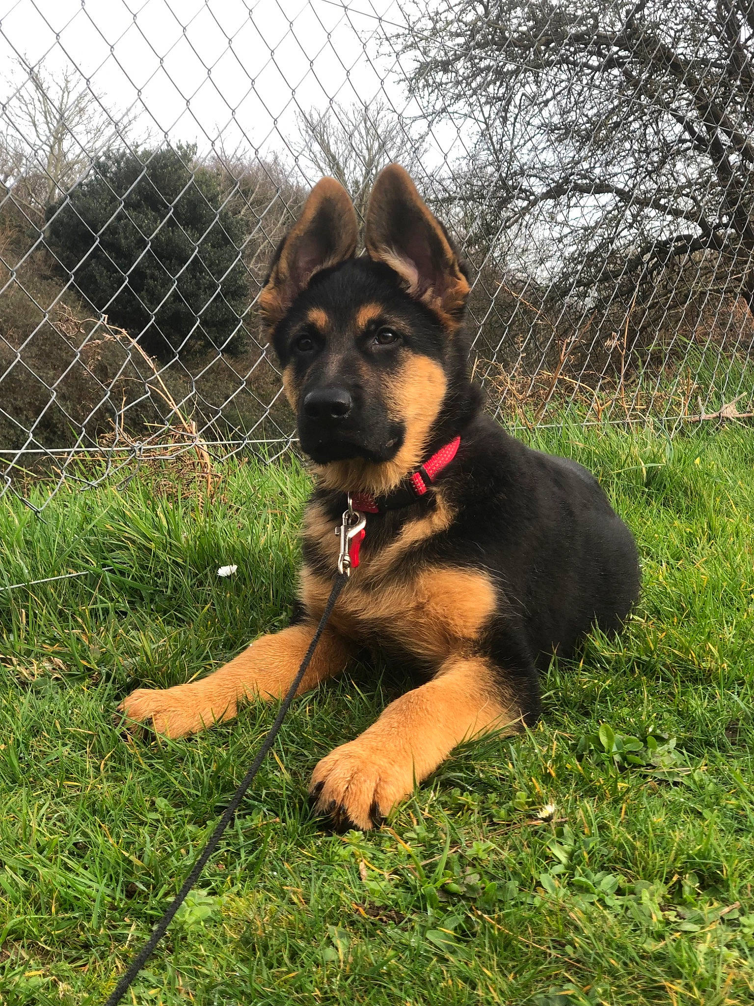 Stan participe au concours pour gagner de l'argent avec cette photo : carnivore, collar, companion_dog, dog, dog_breed, dog_collar, dog_supply, fence, grass, guard_dog, herding_dog, hunting_dog, mesh, paw, pet_supply, plant, tail, tree, wire_fencing, working_dog