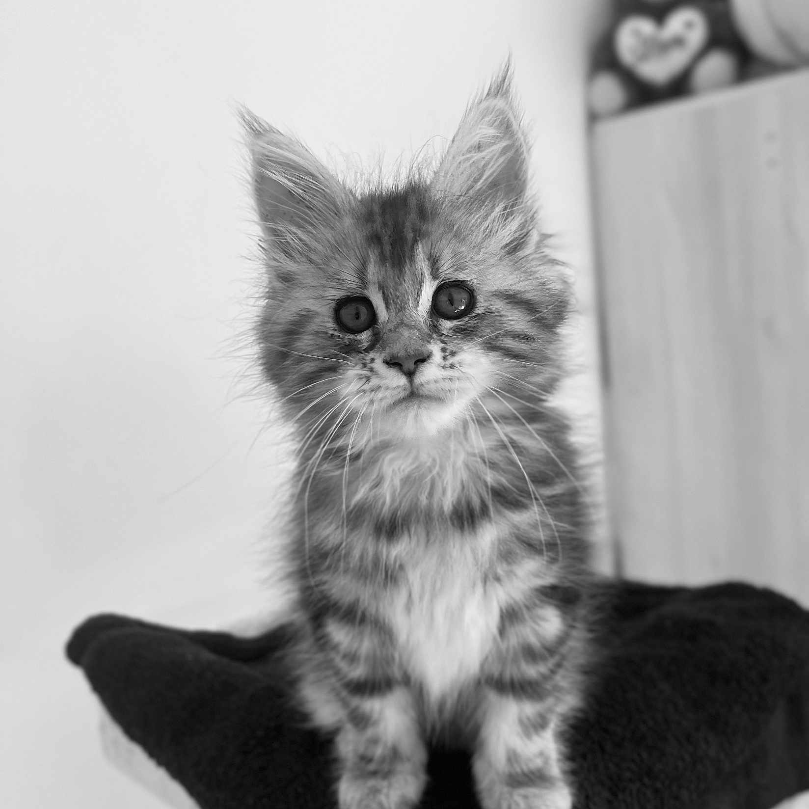 Alba