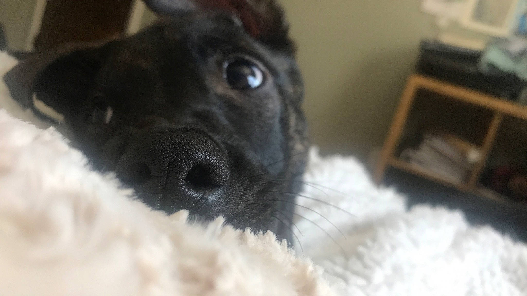 Iyla is registered to the contest to win money with this photo: canidae, carnivore, close_up, dog, dog_breed, fawn, fur, mammal, non_sporting_group, nose, puppy, snout, sporting_group, whiskers