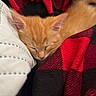 Honey joined the competition — help win amazing prizes! kitten, cat, sleeping, orange_cat, fur, cozy, blanket, quilt, red, black, white, cute, pet, nap, resting, soft, fur_texture, animal, domestic_cat, indoors