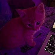 Honey joined the competition — help win amazing prizes! kitten, cat, purple_light, laptop, keyboard, bed, blanket, indoor, pet, feline, curious, small, young, cozy, technology, computer, cute, animal, domestic, resting