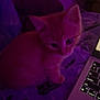 kitten, cat, purple_light, laptop, keyboard, bed, blanket, indoor, pet, feline, curious, small, young, cozy, technology, computer, cute, animal, domestic, resting