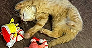 Honey joined the competition — help win amazing prizes! cat, orange_tabby, floor, tile, plush_toy, santa_hat, candy_cane, holiday, pet, playful, sleeping, feline, cute, indoor, fur, whiskers, relaxed, toy, christmas, animal