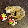 cat, orange_tabby, floor, tile, plush_toy, santa_hat, candy_cane, holiday, pet, playful, sleeping, feline, cute, indoor, fur, whiskers, relaxed, toy, christmas, animal