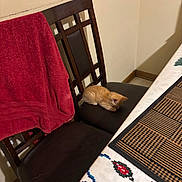 Honey is registered to the contest to win money with this photo: kitten, cat, chair, red_towel, table, tablecloth, pattern, indoor, furniture, wood, corner, resting, sleeping, small, pet, domestic_animal, cozy, quiet, home, brown