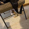 Honey is registered to the contest to win money with this photo: kitten, cat, orange_cat, white_cat, chair, floor, indoor, pet, young_cat, curious, looking_up, small, cute, shadow, black_strap, patterned_chair, tile_floor, home, animal, feline
