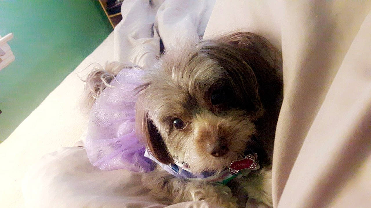 Mamas is registered to the contest to win money with this photo: biewer_terrier, bolonka, canidae, carnivore, cavachon, chinese_imperial_dog, companion_dog, dog, dog_breed, maltepoo, maltese, mammal, morkie, puppy, puppy_love, schnoodle, shih_tzu, snout, yorkipoo, yorkshire_terrier