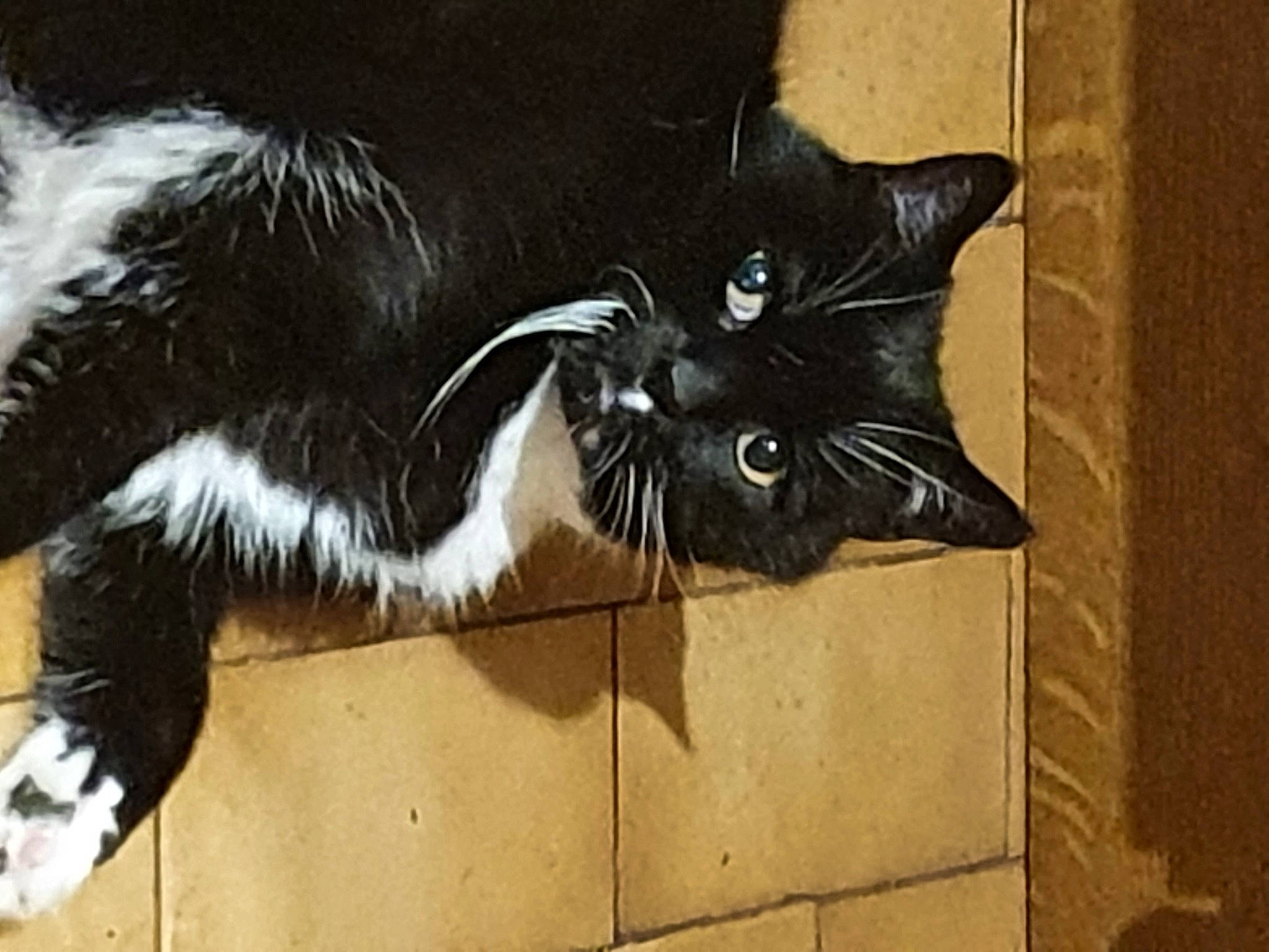 Bingo a rejoint le concours — aidez-le/la à gagner de superbes lots ! black_cat, carnivore, cat, claw, domestic_short_haired_cat, felidae, fur, paw, small_to_medium_sized_cats, snout, tail, terrestrial_animal, whiskers, window