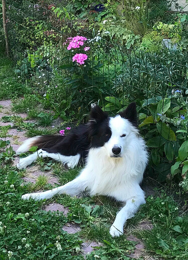 Patch participe au concours pour gagner de l'argent avec cette photo : annual_plant, border_collie, canidae, carnivore, companion_dog, dog, dog_breed, flower, garden, grass, groundcover, herding_dog, non_sporting_group, plant, shrub, sporting_group, tail, tree, working_animal, working_dog