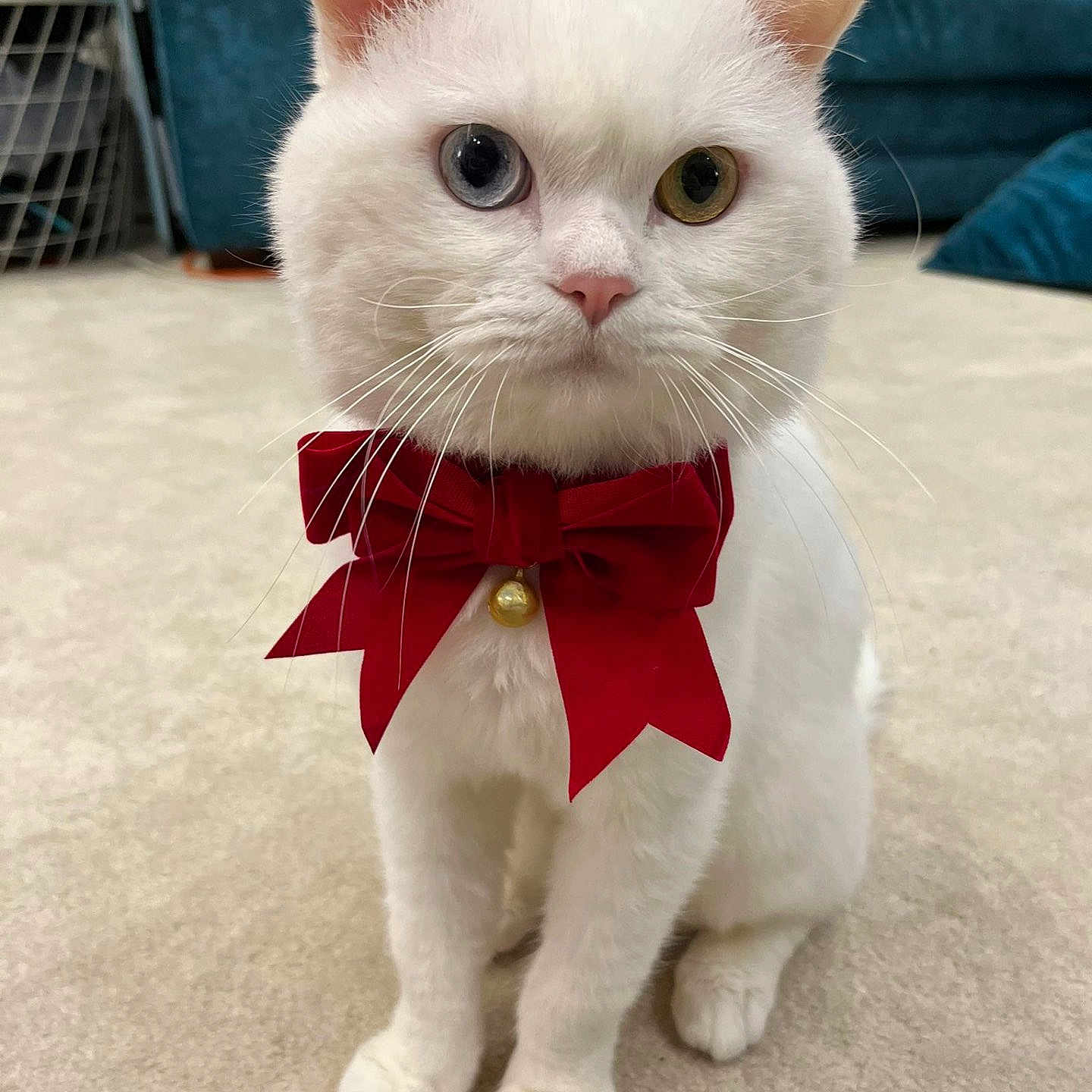 Biscuit joined the competition — help win amazing prizes! accessories, angora, animal, bowtie, canine, cat, dog, festival, flower, formalwear, indoors, interiordesign, kitten, manx, pet, petal, plant, puppy, snout, tie