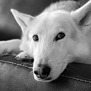 Juno joined the competition — help win amazing prizes! animal, black_and_white, calm, close_up, couch, dog, ears, face, fur, home, indoor, leather, looking, nose, pet, portrait, relaxed, resting, texture, whiskers