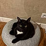 animal, beige_wall, black_cat, cat, cozy, curious, cushion, domestic_cat, electrical_outlet, feline, flooring, green_eyes, house_pet, indoor, mammal, pet, resting, round_cushion, white_patch, wooden_floor