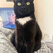 Chanel a rejoint le concours — aidez-le/la à gagner de superbes lots ! cat, black_cat, yellow_eyes, white_chest_patch, pet, feline, indoor, blanket, cozy, fur, whiskers, alert, portrait, sitting, cute, animal, domestic, home, soft, relaxed