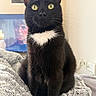 cat, black_cat, yellow_eyes, white_chest_patch, pet, feline, indoor, blanket, cozy, fur, whiskers, alert, portrait, sitting, cute, animal, domestic, home, soft, relaxed