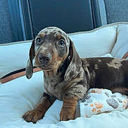 Bulle participe au concours pour gagner de l'argent avec cette photo : puppy, dachshund, dog, pet, cute, lying_down, cozy, blanket, cushion, indoor, animal, brown, white, fur_pattern, ears, paw, young, resting, looking, adorable