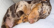 Bulle a rejoint le concours — aidez-le/la à gagner de superbes lots ! dog, puppy, dachshund, sleeping, curled_up, blanket, pillows, indoor, cozy, pet, fur, brown_spots, snout, resting, cute, relaxed, domestic_animal, animal, small_dog, companion