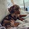 Bulle participe au concours pour gagner de l'argent avec cette photo : puppy, dog, dachshund, spotted_coat, blanket, indoor, cozy, resting, cute, fur, pet, animal, soft_texture, relaxing, small_dog, couch, home, laying_down, young_dog, domestic_animal