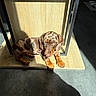 Bulle participe au concours pour gagner de l'argent avec cette photo : dachshund, puppy, dog, wooden_surface, sunlight, shadow, indoor, floor, metal_frame, curious, brown, spotted, pet, animal, cute, relaxing, young, small, cozy, casual