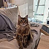 cat, long_hair, tabby, pet, indoor, couch, blanket, furniture, living_room, cat_tree, sitting, curious, soft_texture, cozy, domestic_animal, wooden_floor, glass_shelf, collectibles, home_decor, relaxed