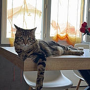 Arès a rejoint le concours — aidez-le/la à gagner de superbes lots ! cat, tabby_cat, table, wooden_table, chair, white_chair, window, curtains, orange_curtains, flowers, red_roses, indoor, sunlight, relaxed, pet, feline, animal, cozy, home, lounging