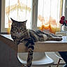 cat, tabby_cat, table, wooden_table, chair, white_chair, window, curtains, orange_curtains, flowers, red_roses, indoor, sunlight, relaxed, pet, feline, animal, cozy, home, lounging