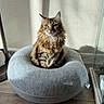 cat, tabby_cat, long_hair, pet_bed, gray_bed, indoor, wood_floor, natural_light, shadow, wall, furniture, cozy, relaxed, sitting, calm, domestic_animal, cute, fluffy, feline, portrait