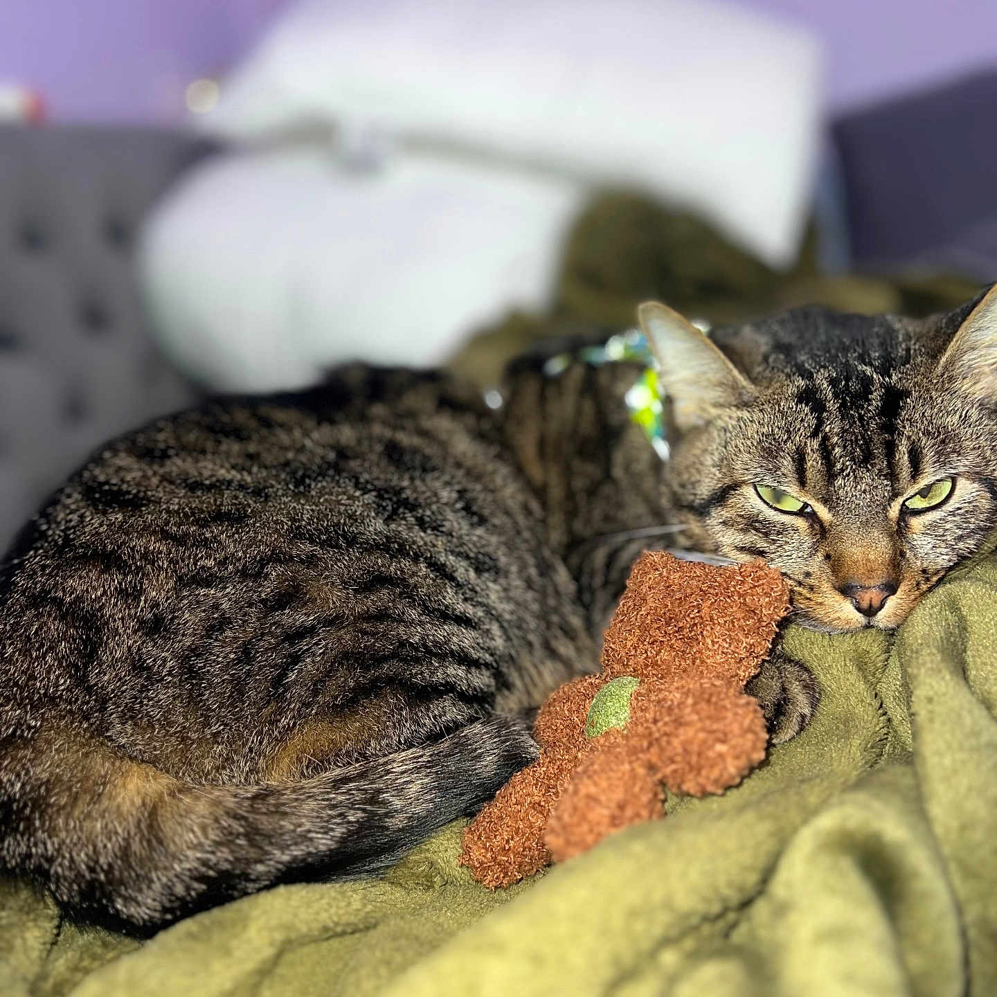 Shadow joined the competition — help win amazing prizes! abyssinian, animal, bed, blanket, cat, couch, cushion, egyptiancat, furniture, homedecor, kitten, laundry, linen, manx, ocelot, person, pet, quilt, sleeping