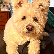 Pogi is registered to the contest to win money with this photo: dog, white_dog, curly_fur, pet, indoor, couch, armrest, window, curtains, furniture, closeup, portrait, cozy, relaxed, companion, animal, cute, fluffy, domestic, living_room