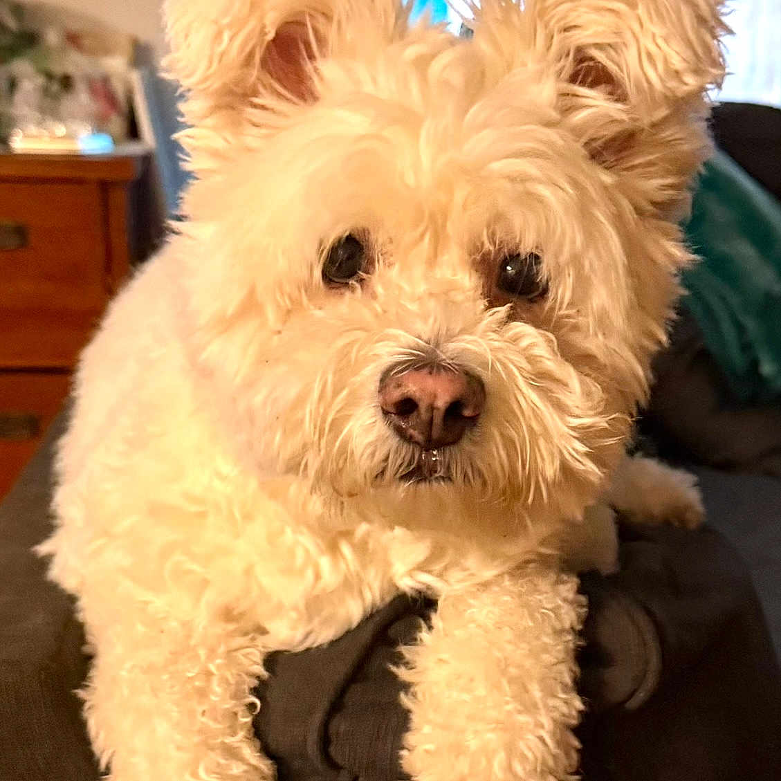 Pogi is registered to the contest to win money with this photo: animal, armrest, closeup, companion, couch, cozy, curly_fur, curtains, cute, dog, domestic, fluffy, furniture, indoor, living_room, pet, portrait, relaxed, white_dog, window