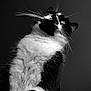 cat, black_and_white, whiskers, portrait, feline, looking_up, close_up, fluffy, soft_fur, animal, pet, indoor, majestic, sharp_focus, monochrome, dramatic_lighting, cute, domestic_cat, expression, fur_texture