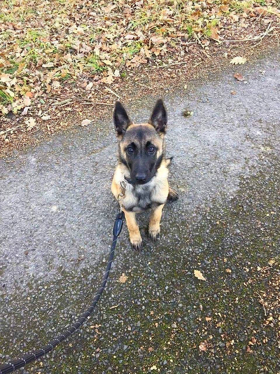 Naya a rejoint le concours — aidez-le/la à gagner de superbes lots ! asphalt, carnivore, companion_dog, dog, dog_breed, grass, herding_dog, leash, road, road_surface, shadow, sidewalk, snout, soil, street_dog, tail, tar, terrestrial_animal, water, working_animal