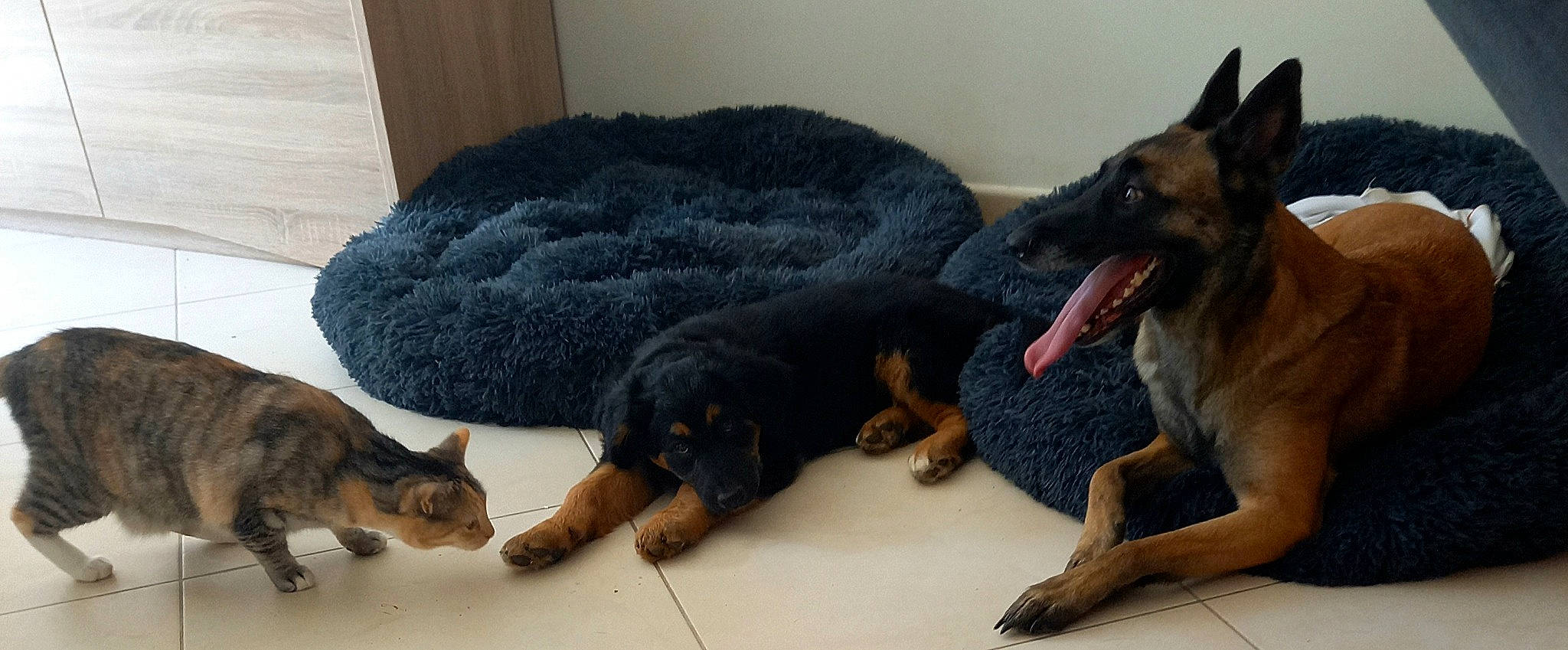 Naya participe au concours pour gagner de l'argent avec cette photo : canidae, carnivore, comfort, companion_dog, dobermann, dog, dog_breed, domestic_short_haired_cat, fawn, flooring, fur, guard_dog, mammal, paw, snout, sporting_group, tail, vertebrate, working_animal, working_dog