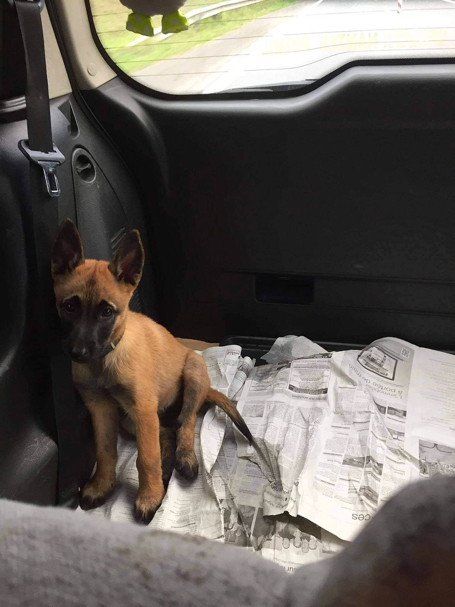 Naya a rejoint le concours — aidez-le/la à gagner de superbes lots ! auto_part, automotive_design, automotive_exterior, car, car_seat, carnivore, companion_dog, dog, dog_breed, door, fawn, hood, motor_vehicle, snout, tints_and_shades, toy_dog, vehicle, vehicle_door, window, windshield