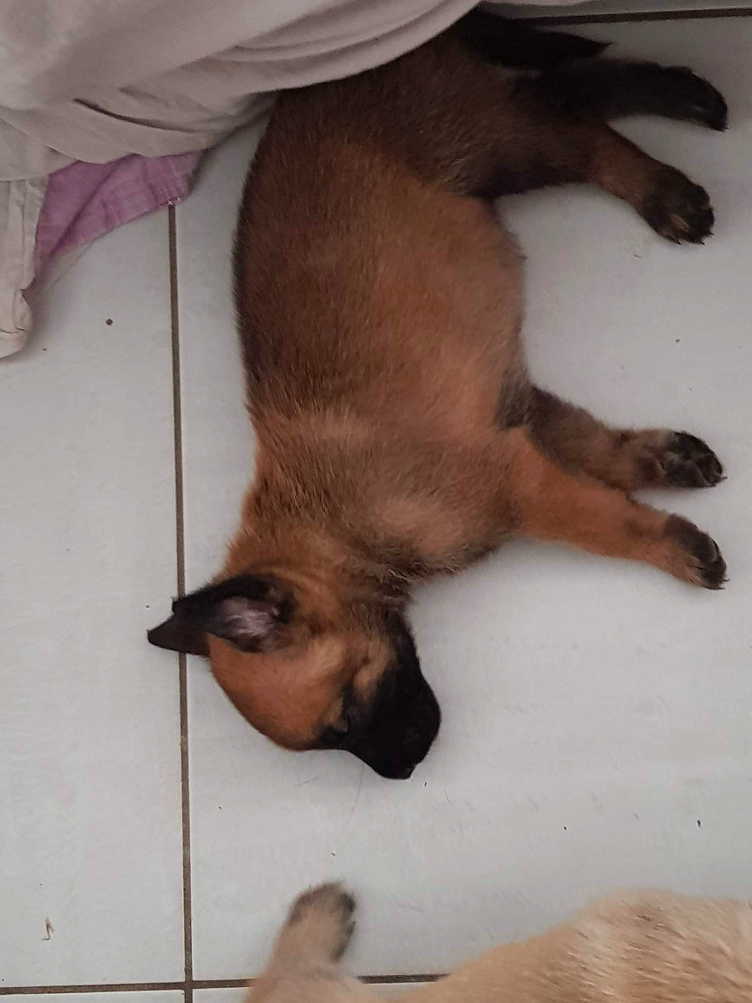 Naya participe au concours pour gagner de l'argent avec cette photo : canidae, carnivore, comfort, companion_dog, dog_breed, fawn, felidae, flooring, fur, liver, paw, siamese, small_to_medium_sized_cats, snout, sporting_group, tail, terrestrial_animal, whiskers, wood, working_animal