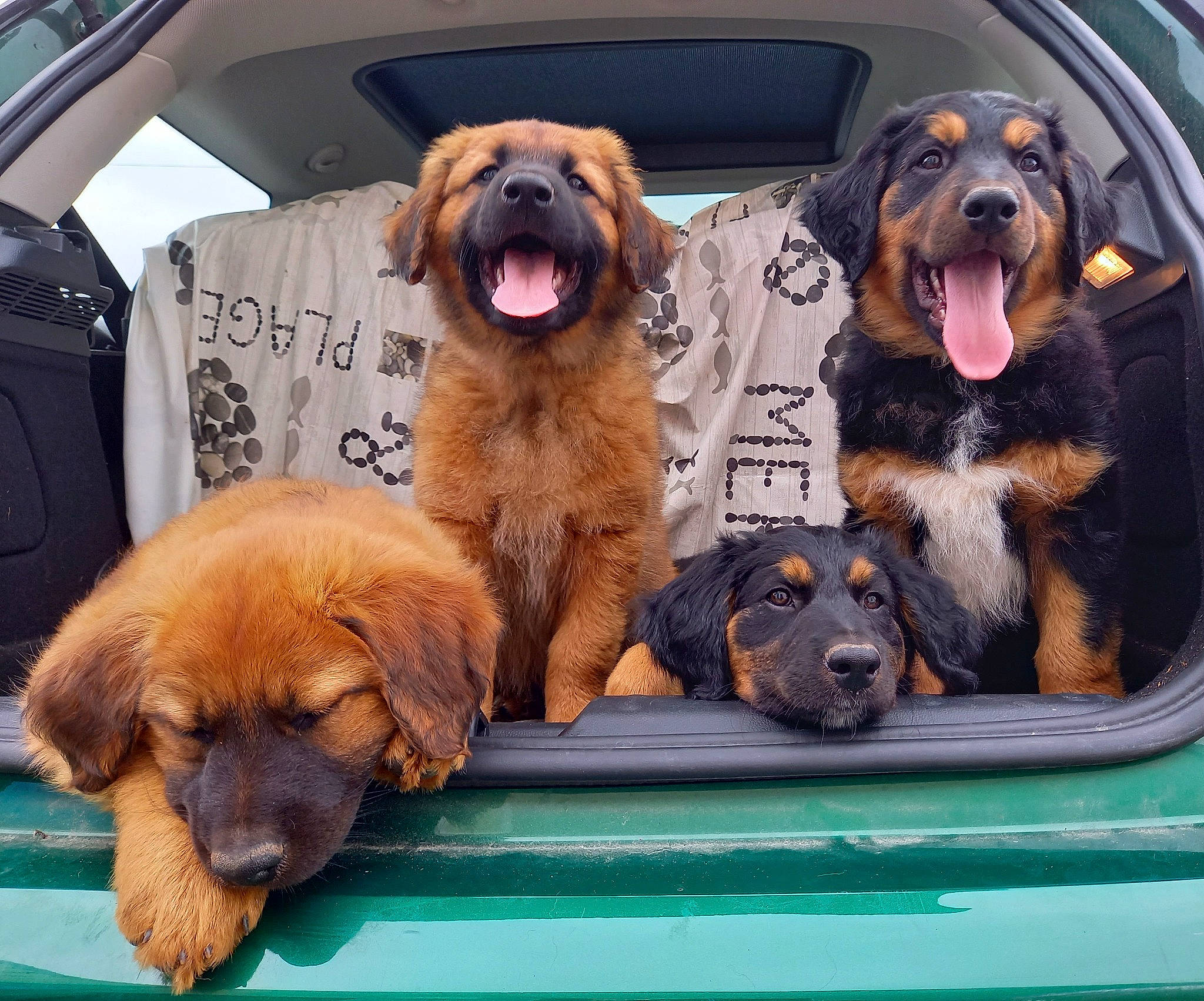 Sokette a rejoint le concours — aidez-le/la à gagner de superbes lots ! auto_part, automotive_exterior, automotive_lighting, automotive_mirror, canidae, carnivore, collar, companion_dog, dog, dog_breed, dog_collar, fawn, liver, mammal, motor_vehicle, snout, sporting_group, vehicle_door, vertebrate, working_animal