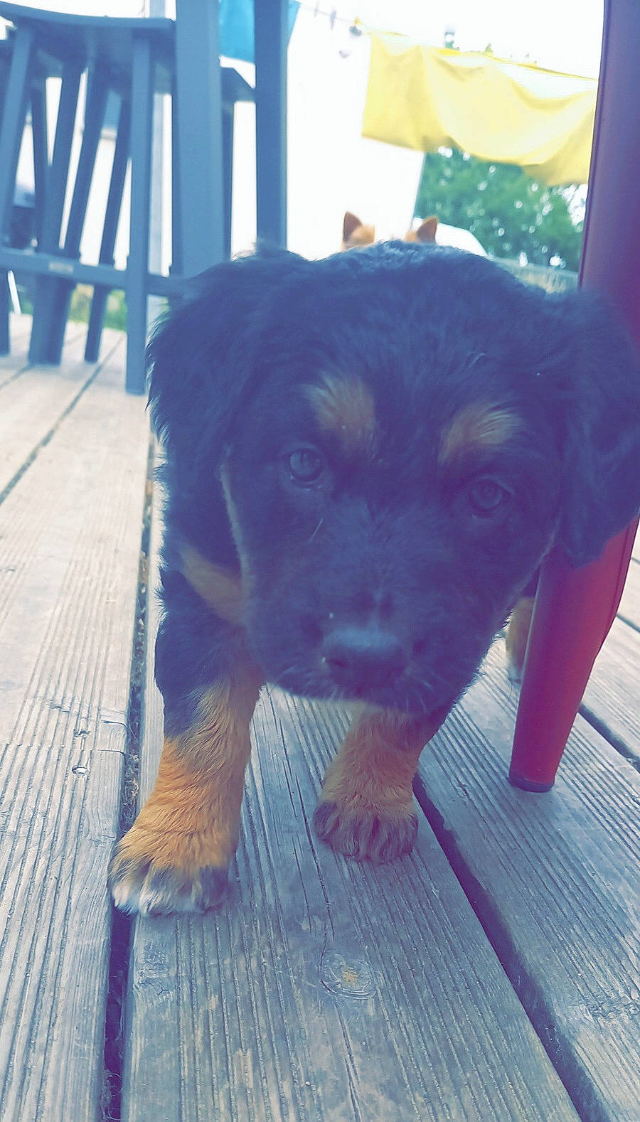 Sokette a rejoint le concours — aidez-le/la à gagner de superbes lots ! canidae, carnivore, companion_dog, dog, dog_breed, electric_blue, flooring, fur, guard_dog, hunting_dog, paw, plant, whiskers, wood, working_animal, working_dog