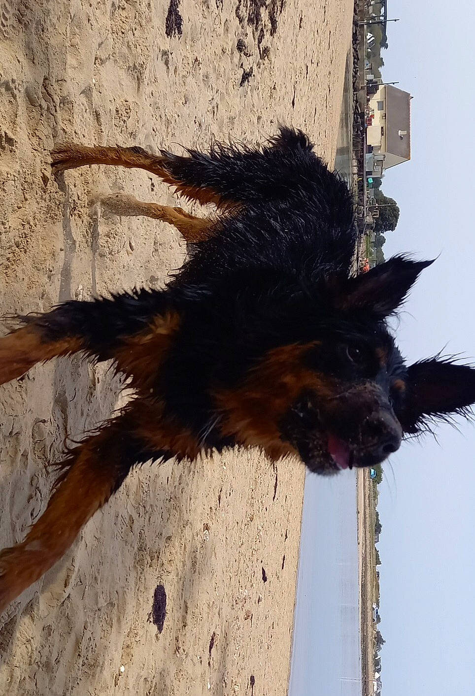 Sokette participe au concours pour gagner de l'argent avec cette photo : canidae, carnivore, claw, dog_breed, fawn, fur, paw, shadow, sporting_group, tail, terrestrial_animal, terrier, trunk, wildlife, wood, working_animal