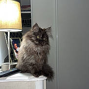 Nova a rejoint le concours — aidez-le/la à gagner de superbes lots ! cat, kitten, fluffy_cat, long_hair, pet, lamp, bedside_table, remote_control, picture_frame, portrait_photo, indoor, home_interior, furniture, whiskers, green_eyes, sitting, tabletop, wooden_floor, nightstand, cozy