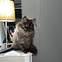 cat, kitten, fluffy_cat, long_hair, pet, lamp, bedside_table, remote_control, picture_frame, portrait_photo, indoor, home_interior, furniture, whiskers, green_eyes, sitting, tabletop, wooden_floor, nightstand, cozy