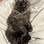 cat, kitten, fluffy, long_hair, gray_fur, blanket, paws, whiskers, yellow_eyes, ears, indoor, cozy, pet, portrait, relaxed, soft_texture, lying_down, bed, cute, domestic_animal
