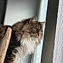 animal, cat, close_up, cozy, curious, domestic_animal, feline, fluffy, fur, green_eyes, indoor, looking_out, natural_light, pet, portrait, resting, side_view, whiskers, window, wood