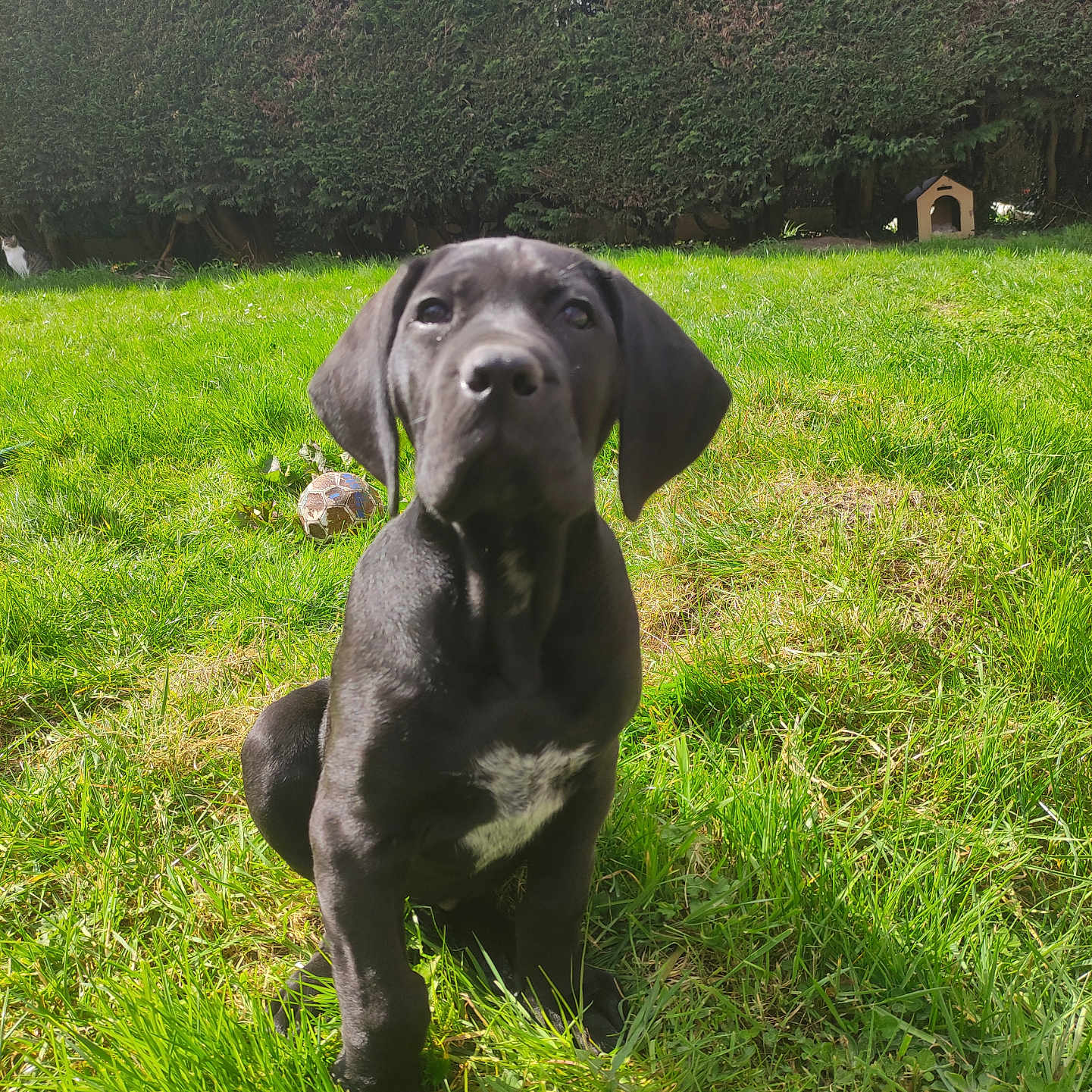 Aïko a rejoint le concours — aidez-le/la à gagner de superbes lots ! animal, ball, canine, dog, field, football, grass, grassland, hound, labradorretriever, lawn, nature, outdoors, pet, plant, pointer, puppy, soccer, soccerball, sport