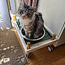 Talia participe au concours pour gagner de l'argent avec cette photo : bowl, carpet, cat, cozy, curtains, cute, ears_up, feline, fur, gray_tabby, green_eyes, home, indoor, looking_up, paw_prints, pet, sunlight, tray, whiskers, wooden_floor
