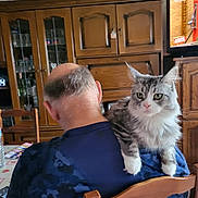 Talia participe au concours pour gagner de l'argent avec cette photo : cat, man, shoulder, indoor, wooden_furniture, television, blue_shirt, sitting, gray_cat, white_cat, fluffy, back_view, chair, home, relaxed, pet, companion, table, domestic, casual