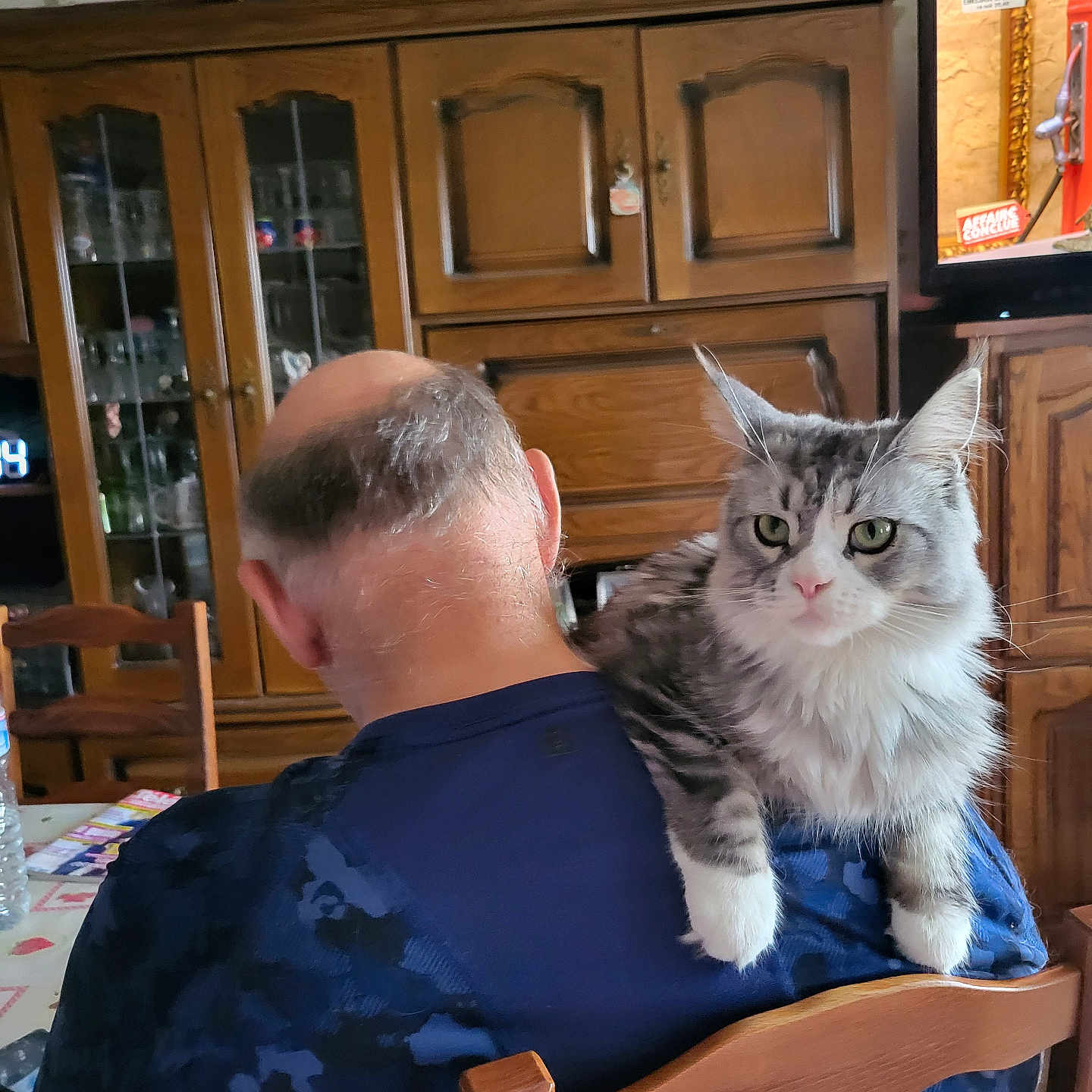 Talia participe au concours pour gagner de l'argent avec cette photo : cat, man, shoulder, indoor, wooden_furniture, television, blue_shirt, sitting, gray_cat, white_cat, fluffy, back_view, chair, home, relaxed, pet, companion, table, domestic, casual