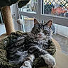 Talia participe au concours pour gagner de l'argent avec cette photo : animal, cat, comfortable, cozy_bed, curtain, fluffy, fur, garden_view, green_eyes, home, indoor, natural_light, pet, plant, relaxed, resting, scratching_post, toy_ball, window, wooden_surface