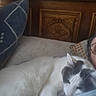 animal, bed, blue_pillow, carved_wood, cat, closeup, cozy, face, glasses, gray_patches, indoor, patterned_pillow, person, pillow, relaxed, resting, sleeping_cat, snuggling, white_cat, wooden_headboard